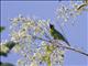 Blue-winged Leafbird (Chloropsis moluccensis)