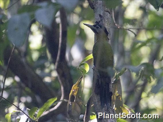 Laced Woodpecker (Picus vittatus)