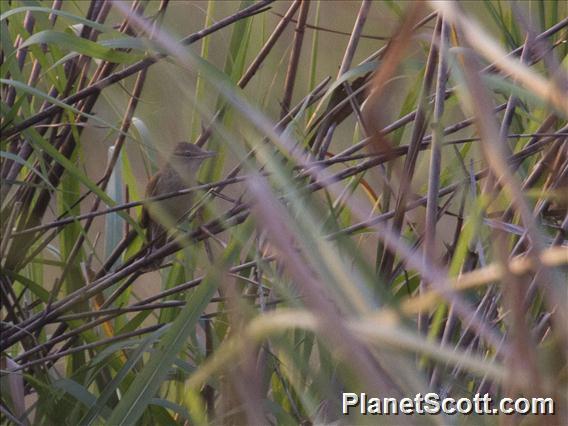 Rufescent Prinia (Prinia rufescens)