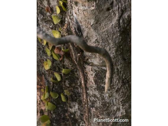 Garden Fence Lizard (Calotes versicolor)