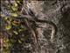 Garden Fence Lizard (Calotes versicolor)