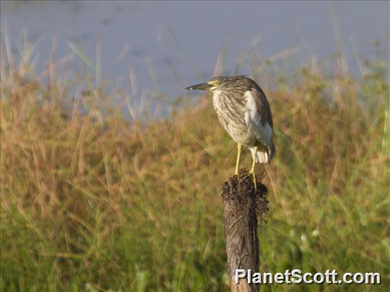 Chinese Pond-Heron (Ardeola bacchus)