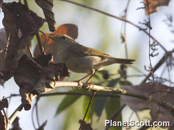 Pale-legged Leaf-Warbler (Phylloscopus tenellipes)