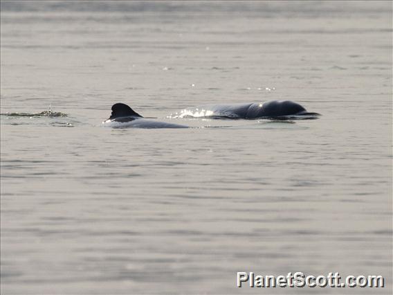 Irrawaddy Dolphin (Orcaella brevirostris)