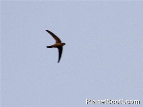 Asian Palm-Swift (Cypsiurus balasiensis)