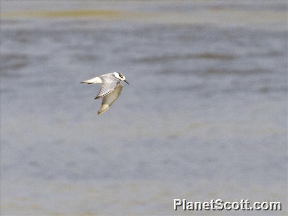 Whiskered Tern (Chlidonias hybrida)