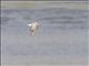 Whiskered Tern (Chlidonias hybrida)