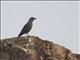 Blue Rock-Thrush (Monticola solitarius)