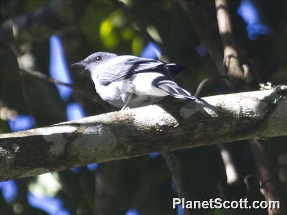 Indochinese Cuckooshrike (Lalage polioptera)