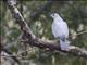 Shikra (Accipiter badius)