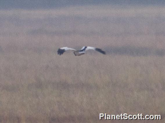 Pied Harrier (Circus melanoleucos)