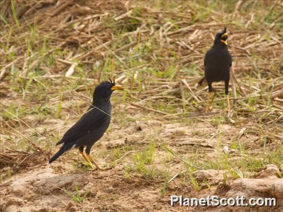 Great Myna (Acridotheres grandis)