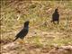 Great Myna (Acridotheres grandis)