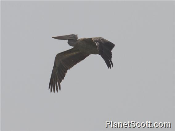 Spot-billed Pelican (Pelecanus philippensis)