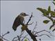 Freckle-breasted Woodpecker (Dendrocopos analis)