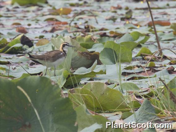 Pheasant-tailed Jacana (Hydrophasianus chirurgus)