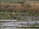 Lesser Whistling-Duck (Dendrocygna javanica)