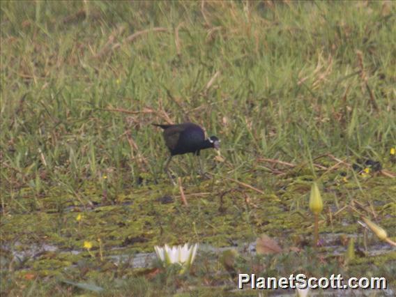 Bronze-winged Jacana (Metopidius indicus)