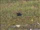 Bronze-winged Jacana (Metopidius indicus)