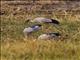 Asian Openbill (Anastomus oscitans)