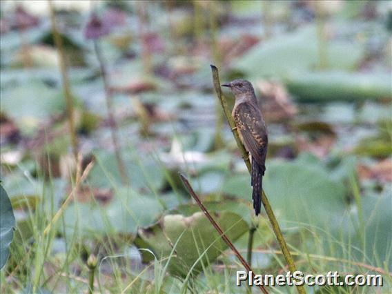 Plaintive Cuckoo (Cacomantis merulinus)