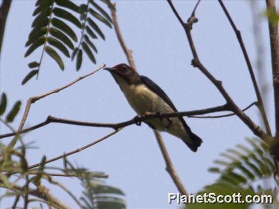 Scarlet-backed Flowerpecker (Dicaeum cruentatum)