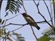 Scarlet-backed Flowerpecker (Dicaeum cruentatum)