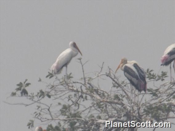 Milky Stork (Mycteria cinerea)