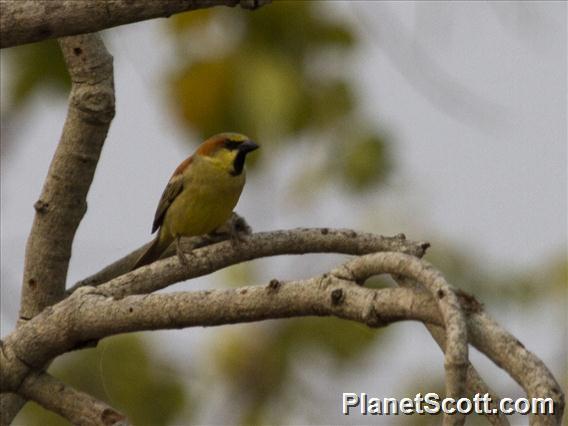 Plain-backed Sparrow (Passer flaveolus)