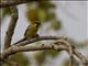 Plain-backed Sparrow (Passer flaveolus)