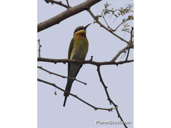 Blue-tailed Bee-eater (Merops philippinus)