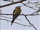 Blue-tailed Bee-eater (Merops philippinus)