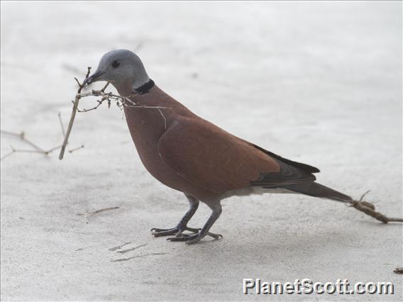 Red Collared-Dove (Streptopelia tranquebarica)