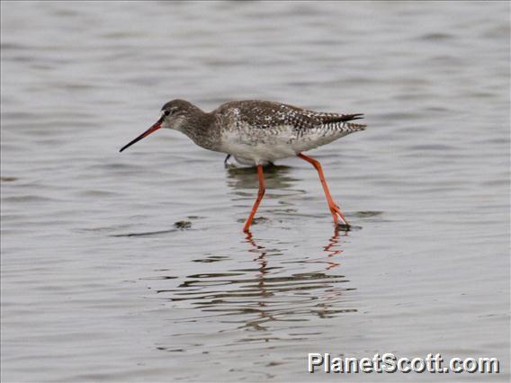 Spotted Redshank (Tringa erythropus)