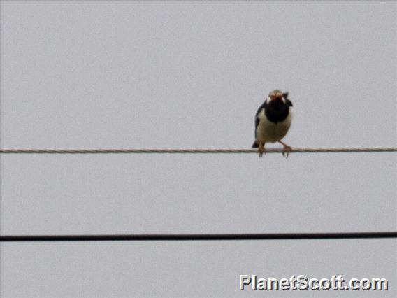 Siamese Pied Starling (Gracupica floweri)