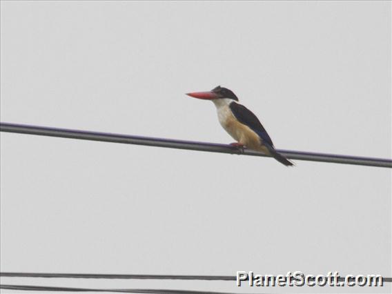 Black-capped Kingfisher (Halcyon pileata)