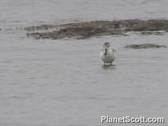 Spoon-billed Sandpiper (Calidris pygmaea)