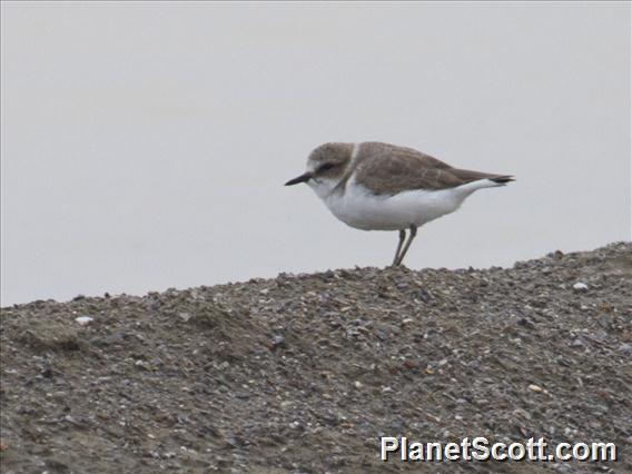 Kentish Plover (Anarhynchus alexandrinus)