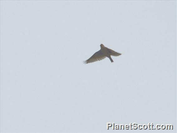 Oriental Skylark (Alauda gulgula)