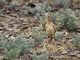 Oriental Skylark (Alauda gulgula)