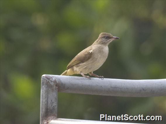 Streak-eared Bulbul (Pycnonotus conradi)