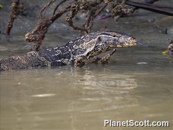 Water Monitor Lizard (Varanus salvator)