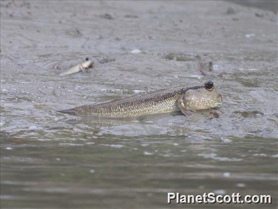 Giant Mudskipper (Periophthalmus schlosseri)