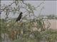 Racket-tailed Treepie (Crypsirina temia)