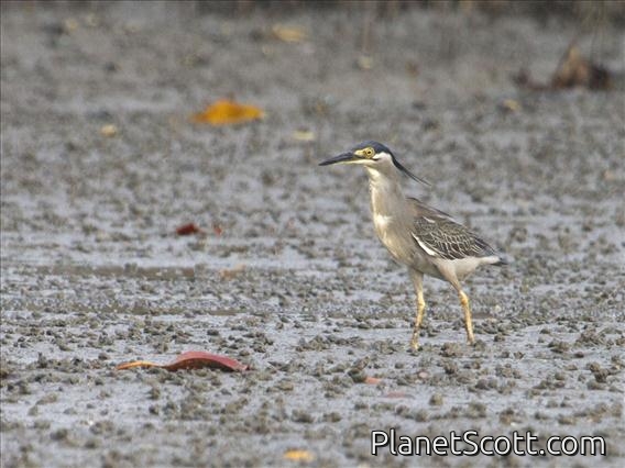 Little Heron (Butorides atricapilla)