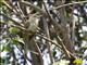 Streak-eared Bulbul (Pycnonotus conradi)