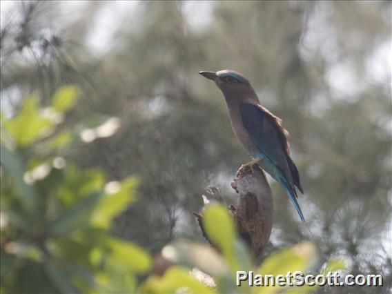 Indochinese Roller (Coracias affinis)