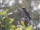 Indochinese Roller (Coracias affiins)