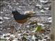 White-rumped Shama (Copsychus malabaricus)