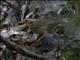 Puff-throated Babbler (Pellorneum ruficeps)